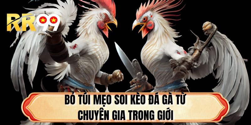 Bỏ túi mẹo soi kèo đá gà từ chuyên gia trong giới