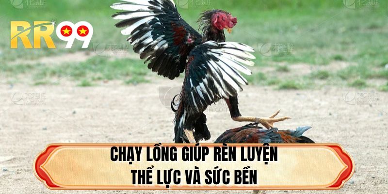 Chạy lồng giúp rèn luyện thể lực và sức bền