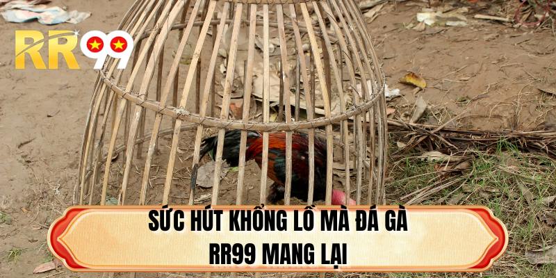 Sức hút khổng lồ mà đá gà RR99 mang lại