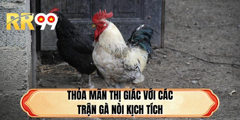 Thỏa mãn thị giác với các trận gà nòi kịch tích